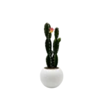 PLASTIC PLANT GREEN CACTUS