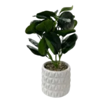 GREEN GLOSS PLANT