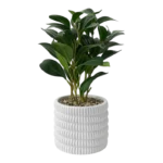 MINI FICUS PLANT