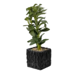 MINI OLIVE PLANT- BLACK WOVEN POT