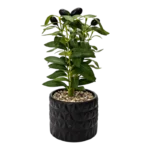 MINI OLIVE BLACK PLASTIC PLANT